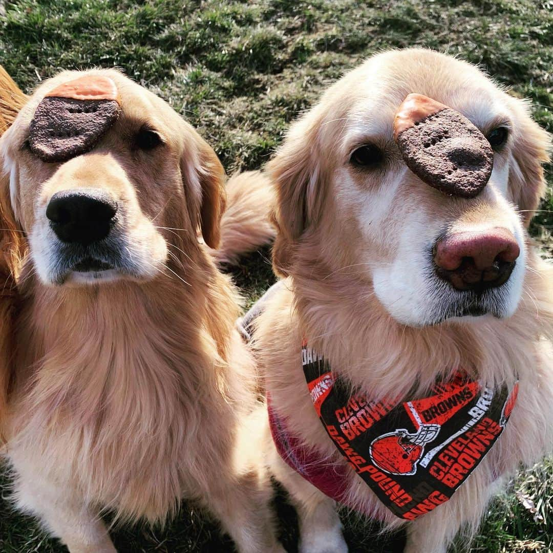 モヒートさんのインスタグラム写真 - (モヒートInstagram)「Game faces on and ready for tonight!! Go @clevelandbrowns 🧡🤎🏈 #nflplayoffs #nfl #cleveland #clevelandbrowns #thisiscle #theland #believeland #dogsofcle #dogsofcleveland #goldens #goldenretriever #goldenretrieversofinstagram #dogsofinstagram #dogmom #ohio #cutedogs」1月11日 8時32分 - mojito_rose_family