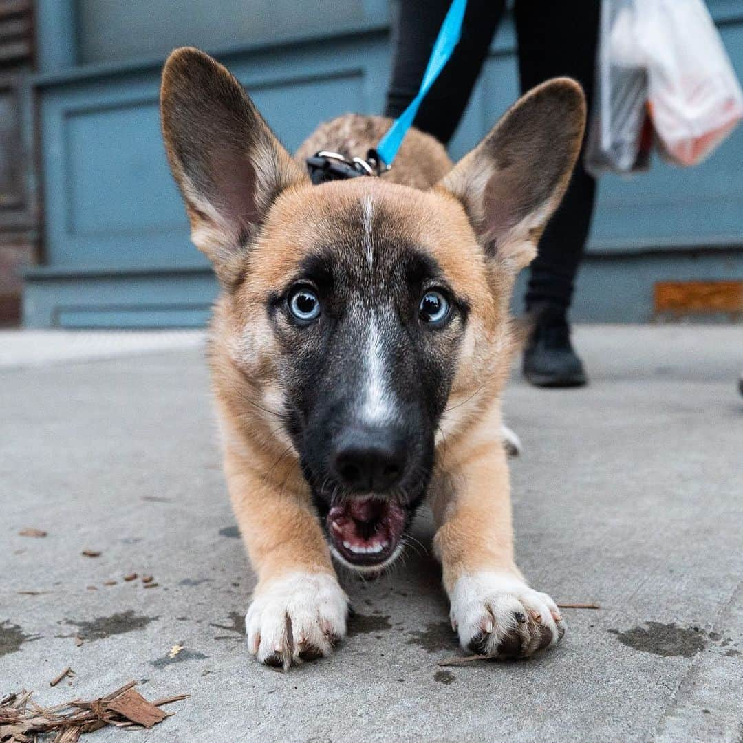 The Dogistさんのインスタグラム写真 - (The DogistInstagram)「Bura, Corgi/German Shepherd/Husky mix (6 m/o), Market & Madison St., New York, NY • “When you play fetch she never brings the ball back to you, always past you.” @bura_blue_eyes」1月11日 8時29分 - thedogist