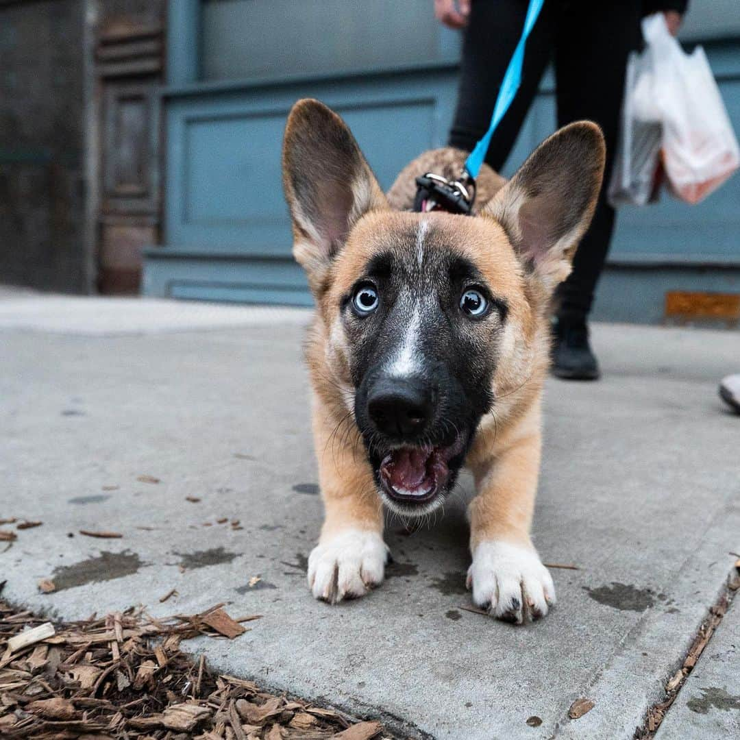 The Dogistさんのインスタグラム写真 - (The DogistInstagram)「Bura, Corgi/German Shepherd/Husky mix (6 m/o), Market & Madison St., New York, NY • “When you play fetch she never brings the ball back to you, always past you.” @bura_blue_eyes」1月11日 8時29分 - thedogist