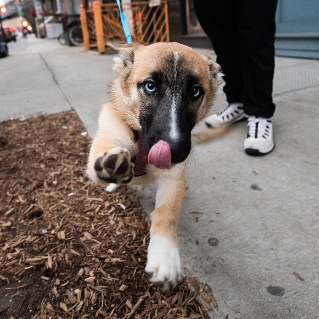 The Dogistさんのインスタグラム写真 - (The DogistInstagram)「Bura, Corgi/German Shepherd/Husky mix (6 m/o), Market & Madison St., New York, NY • “When you play fetch she never brings the ball back to you, always past you.” @bura_blue_eyes」1月11日 8時29分 - thedogist