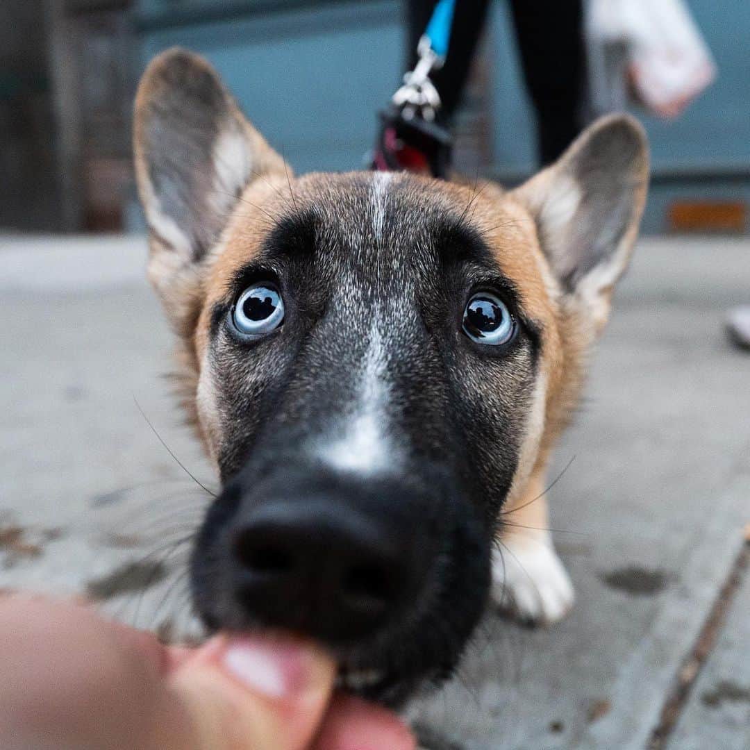 The Dogistさんのインスタグラム写真 - (The DogistInstagram)「Bura, Corgi/German Shepherd/Husky mix (6 m/o), Market & Madison St., New York, NY • “When you play fetch she never brings the ball back to you, always past you.” @bura_blue_eyes」1月11日 8時29分 - thedogist