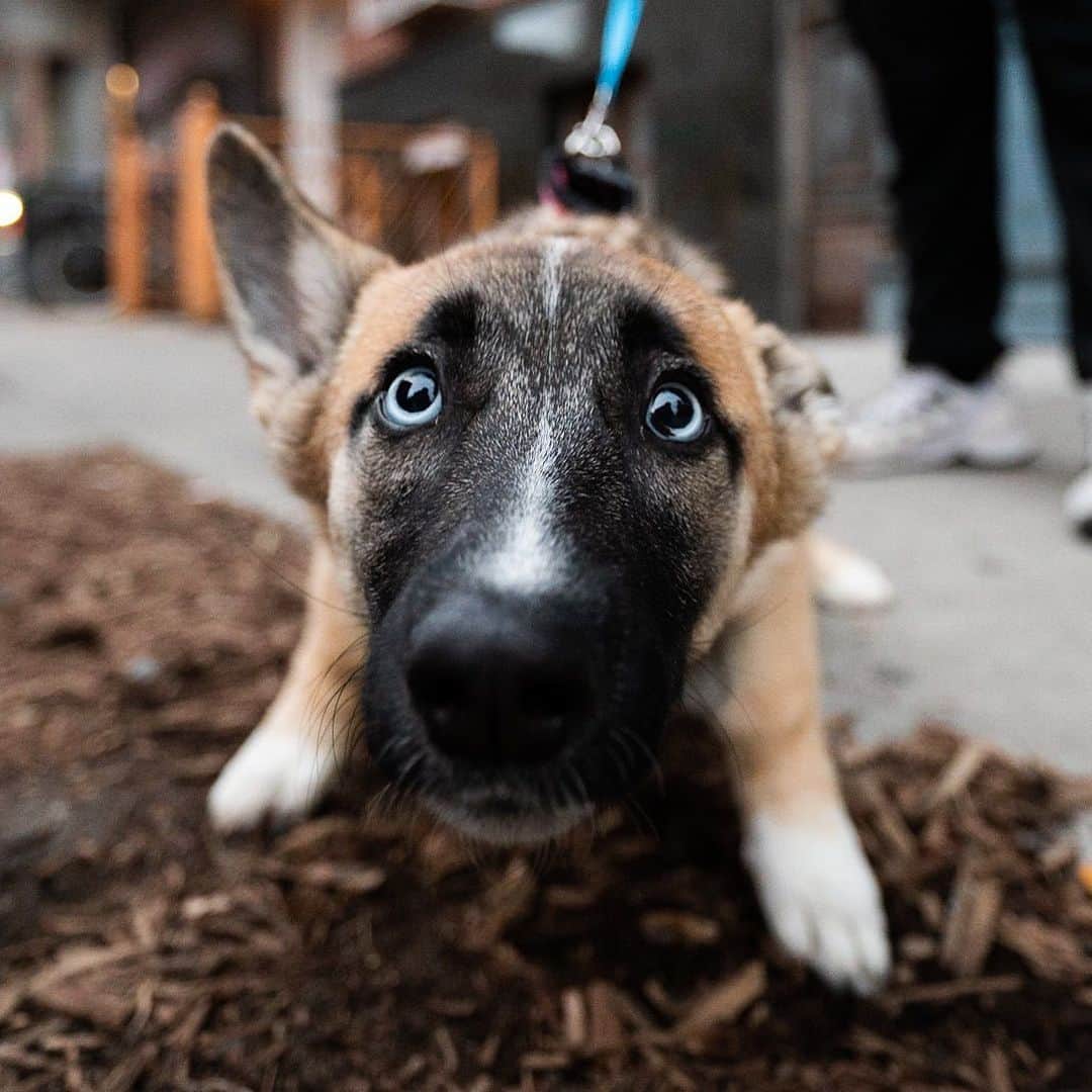 The Dogistさんのインスタグラム写真 - (The DogistInstagram)「Bura, Corgi/German Shepherd/Husky mix (6 m/o), Market & Madison St., New York, NY • “When you play fetch she never brings the ball back to you, always past you.” @bura_blue_eyes」1月11日 8時29分 - thedogist