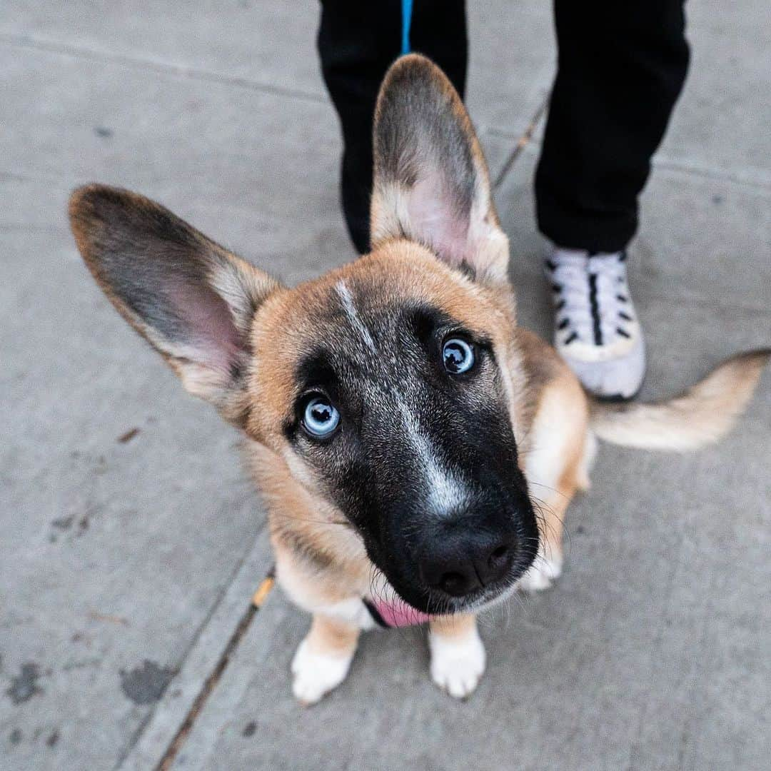 The Dogistさんのインスタグラム写真 - (The DogistInstagram)「Bura, Corgi/German Shepherd/Husky mix (6 m/o), Market & Madison St., New York, NY • “When you play fetch she never brings the ball back to you, always past you.” @bura_blue_eyes」1月11日 8時29分 - thedogist