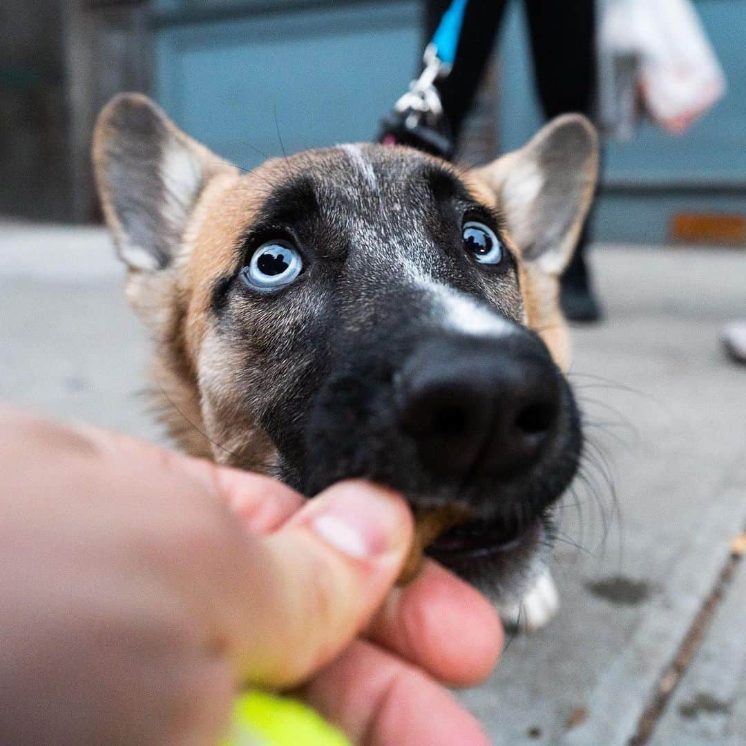 The Dogistさんのインスタグラム写真 - (The DogistInstagram)「Bura, Corgi/German Shepherd/Husky mix (6 m/o), Market & Madison St., New York, NY • “When you play fetch she never brings the ball back to you, always past you.” @bura_blue_eyes」1月11日 8時29分 - thedogist