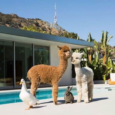 カレントエリオットのインスタグラム：「sunday funday in the neighborhood  #inspo #animals #sundayfunday #weekend #Hollywood #california」