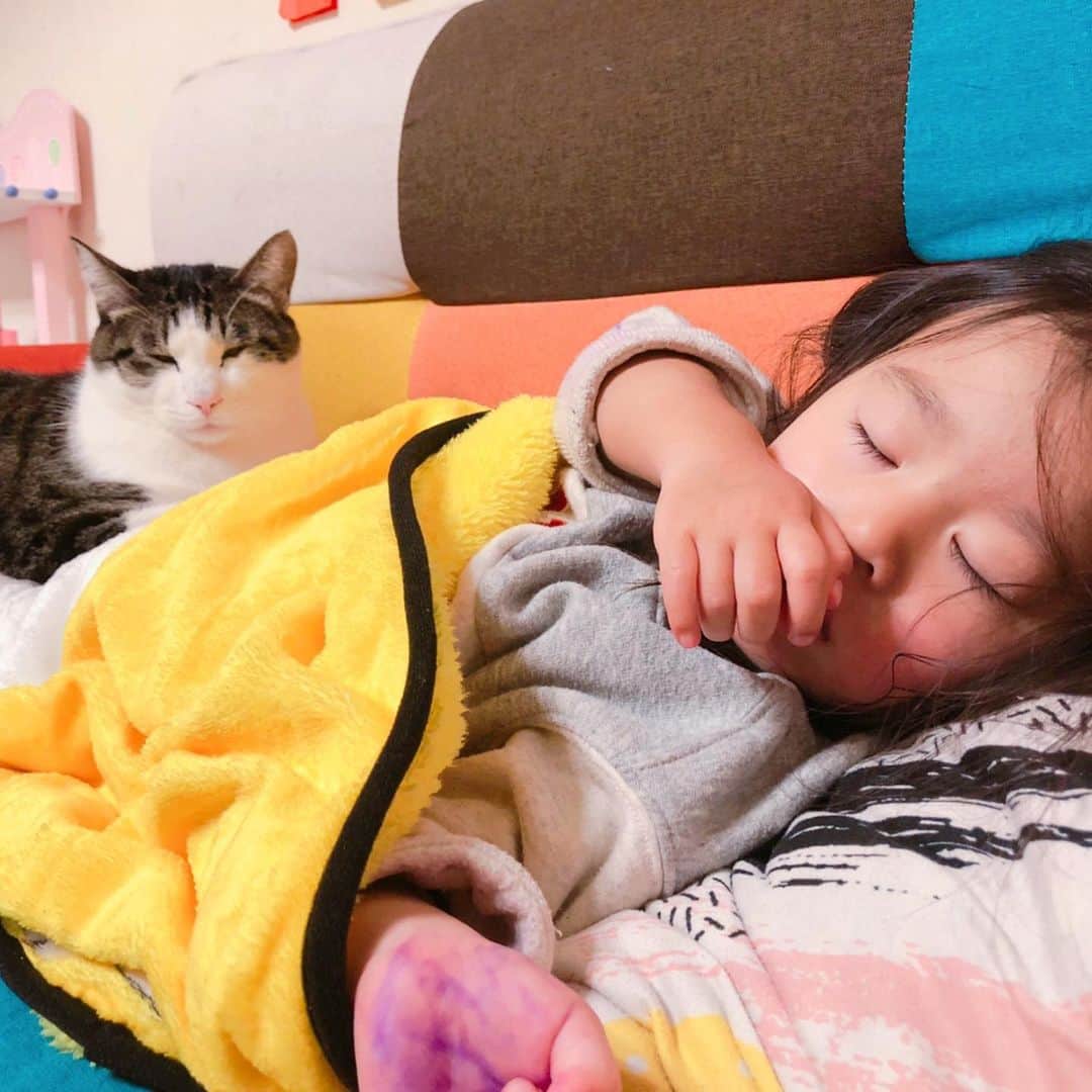 れのれらTVさんのインスタグラム写真 - (れのれらTVInstagram)「＊-＊-＊-＊-＊-＊-＊-＊-＊-＊-＊-＊ ・ 【ねことねる】 ・ ・ 我が家の赤ん坊2人は一緒に寝ます😍❣️ ・ ・ ・ #れのれらtv  #れおな #レミオ #猫のいる暮らし  #猫 #家族 #親バカ部  #ねこすたぐらむ #youtuber  #猫写真  #ねこのいる生活  #お気に入りの場所 #娘 #娘と猫  ・ ＊-＊-＊-＊-＊-＊-＊-＊-＊-＊-＊-＊」1月11日 9時26分 - renoreratv