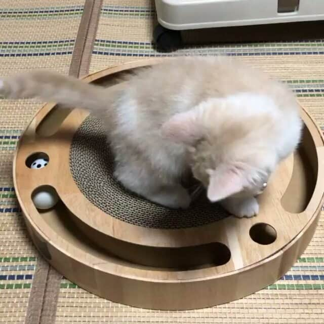 猫壱（ねこいち•ネコイチ）のインスタグラム