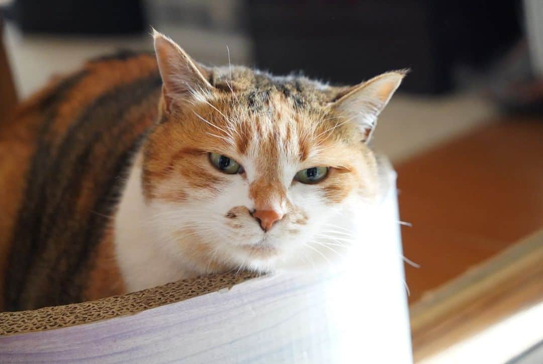 山田稔明さんのインスタグラム写真 - (山田稔明Instagram)「おはよ。望遠レンズだと違う表情が撮れる。美しい。 #ポチ実 #三毛猫 #チミあくび #sonya7c」1月11日 10時06分 - toshiakiyamada