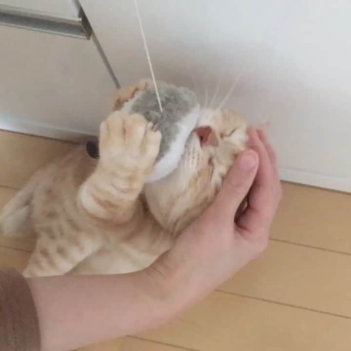 ruiruiのインスタグラム：「ネズミさんをくわえたままナデナデされても離さない福ちゃんです（2017/04/08） . リクエストがありましたので、福ちゃん🆚ネズミさんの動画です。 ネズミさんで遊んでいる動画を撮ってた時に妹が来てナデナデされてました。それでもネズミさんだけは絶対離さない福ちゃんなのでした。 . . . #ネズミさんvs福ちゃん #生前の福ちゃん #福ちゃんはお星様になりました #猫 #ねこ #にゃんこ #茶トラ #保護猫 #cat #cats #ilovecats #ilovemycat #instacat #Instagramcats #bestcats_oftheworld」