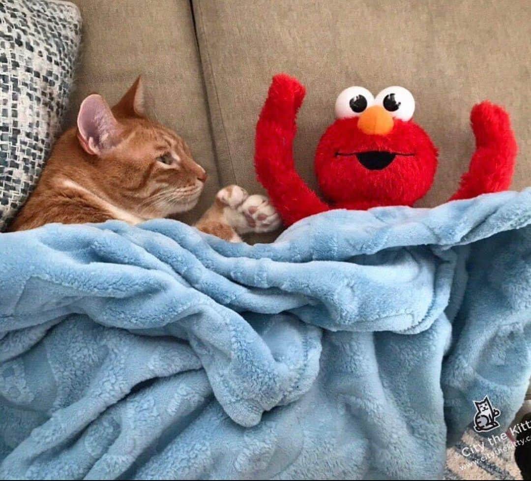 City the Kittyのインスタグラム：「Slumber party.❤️  #elmo #sesamestreet #sweetcat #slumberparty」