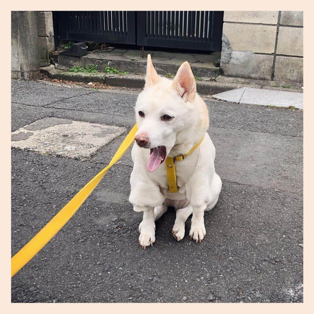 パンといっぴきのインスタグラム：「#元保護犬 #雑種犬 #crossbreed #mixdog #キップル14歳」