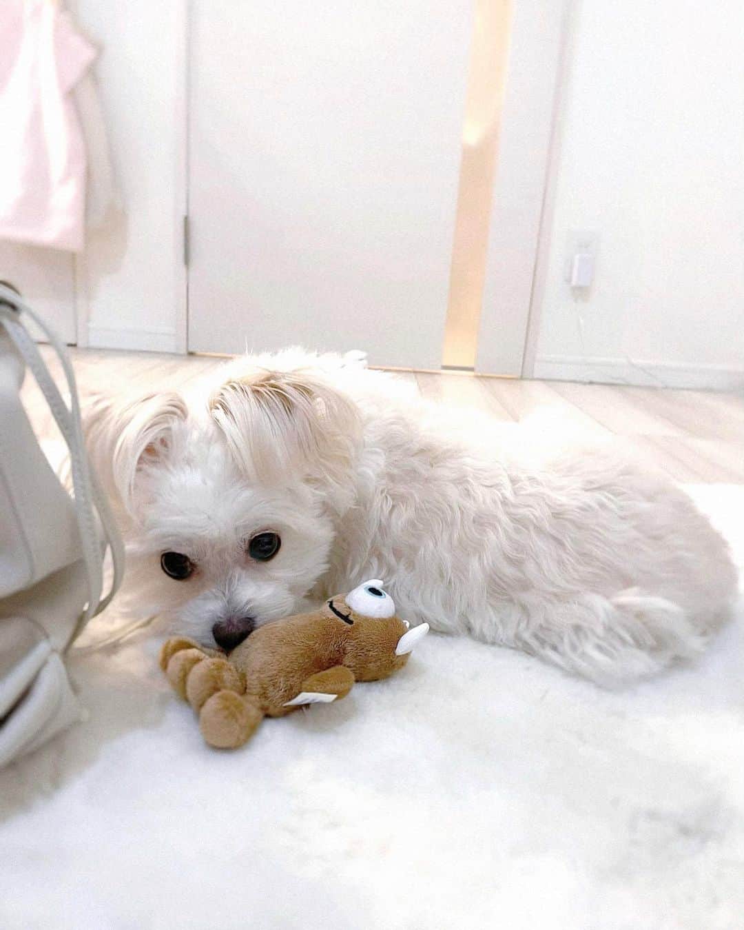 越智ゆらの（ゆらゆら）さんのインスタグラム写真 - (越智ゆらの（ゆらゆら）Instagram)「🦖  ディズニーのお土産あげたら喜んでる。毎日枕の上に置きにきてから寝るよ。よだれの匂いくさいからいらないよ、って思いながらよしよししてるよ。  #mix犬  #chiwawa  #bishonfrise」1月11日 10時40分 - yula1018