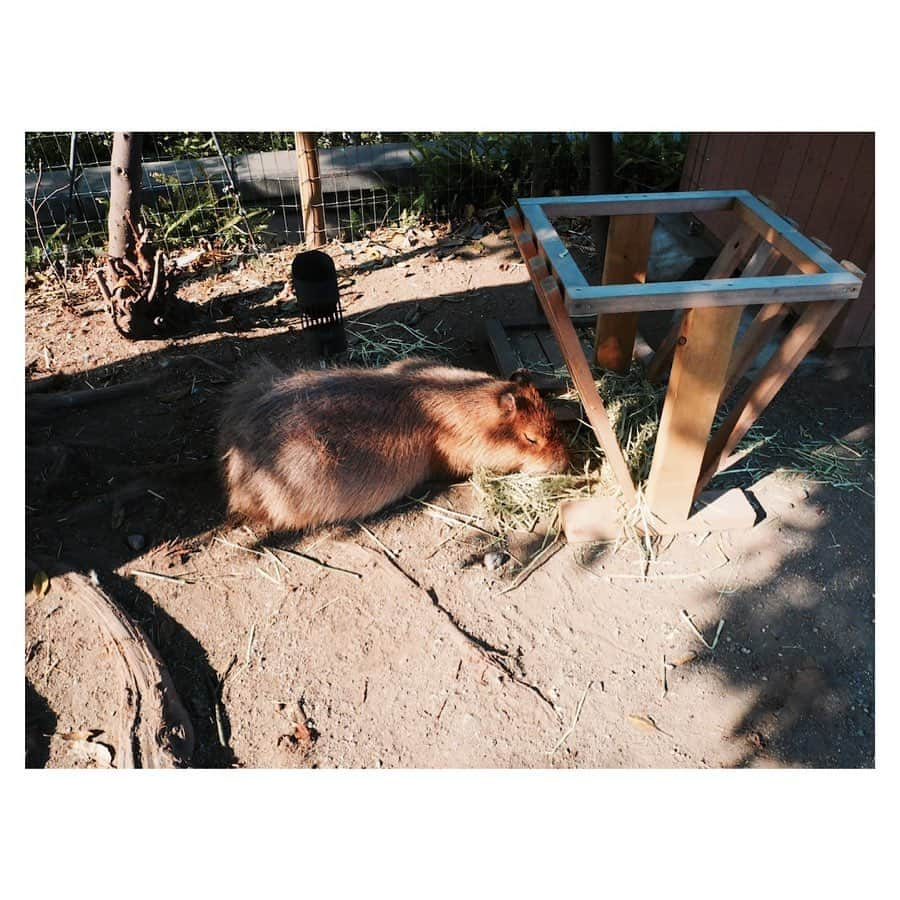 神崎れなさんのインスタグラム写真 - (神崎れなInstagram)「食べてるんだか寝てるんだかわからないけどすごい近くで見れたことだけは覚えてる🛼  #カピバラ #カピパラ #どっちだ？ #アボカド #ぐらい #わからない #２６歳 #女」1月11日 10時54分 - kanzakimon