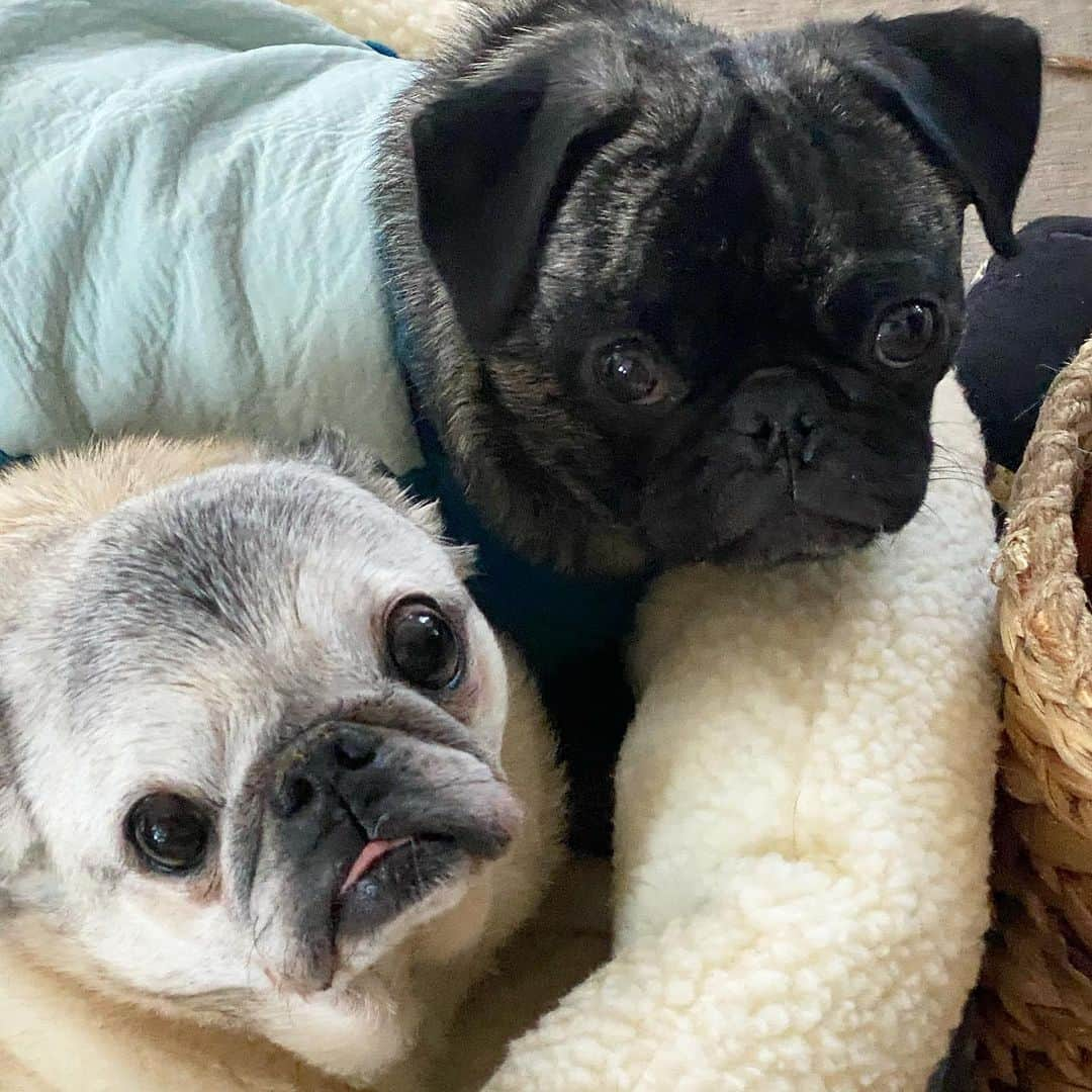 pugsofinstagramさんのインスタグラム写真 - (pugsofinstagramInstagram)「Long time no see. Hope you are staying safe, warm, and healthy.  #pug #pugsofinstagram」1月11日 11時18分 - pugsofinstagram