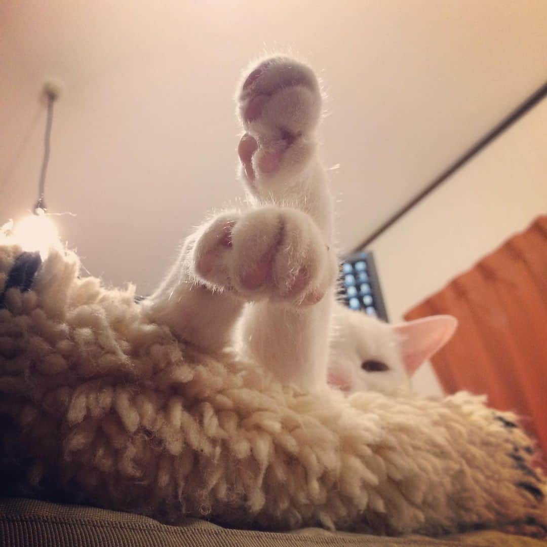 岡田屋鉄蔵のインスタグラム：「はあああ  かわい…い…」