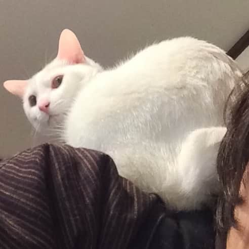 岡田屋鉄蔵のインスタグラム：「おんぶ猫再び」