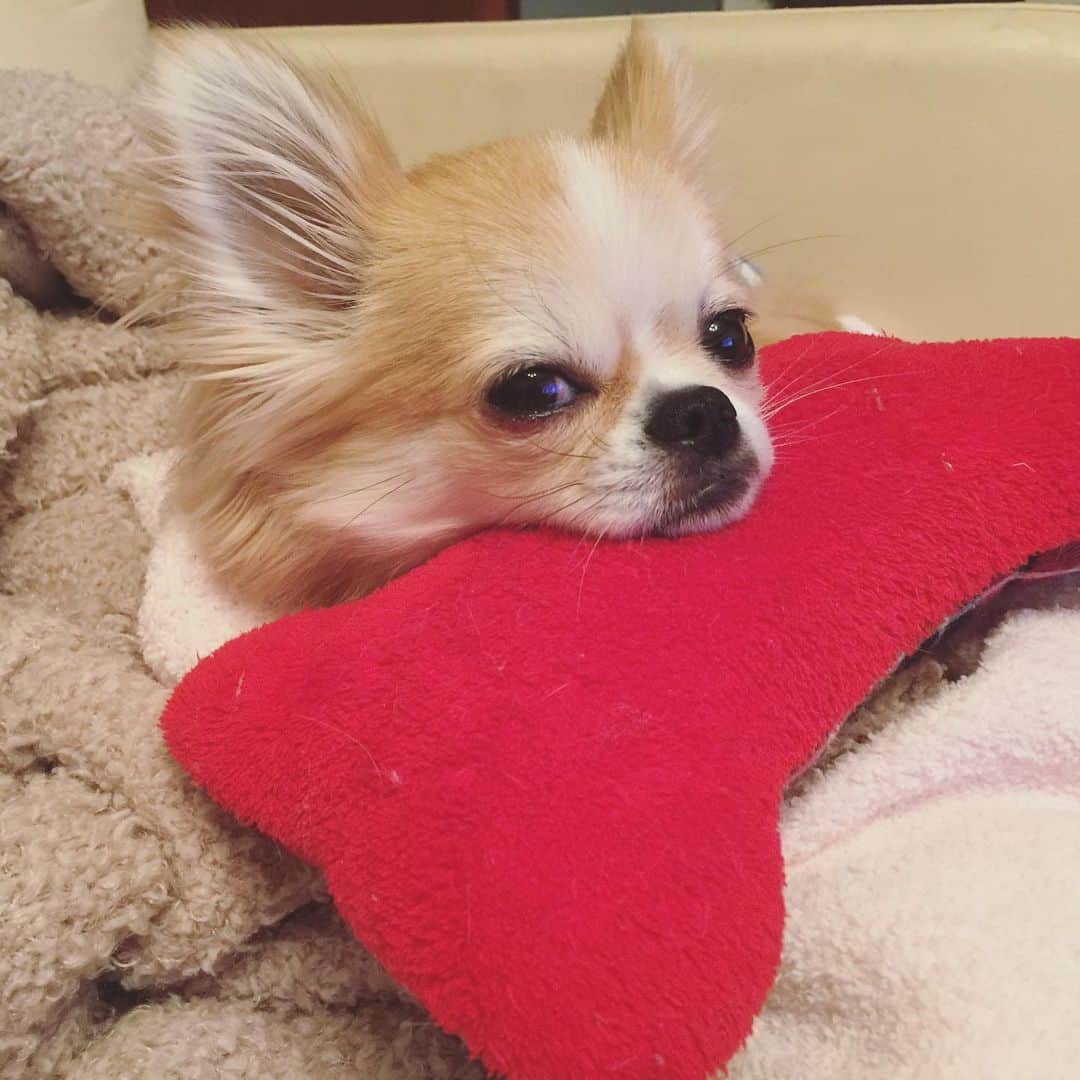 香西咲さんのインスタグラム写真 - (香西咲Instagram)「レオちゃん3日間ずっと寝てます… 大丈夫かな🥺⁉️ まぁ飼い主も似たようなものだけど（笑）」1月11日 20時44分 - saki.kouzai