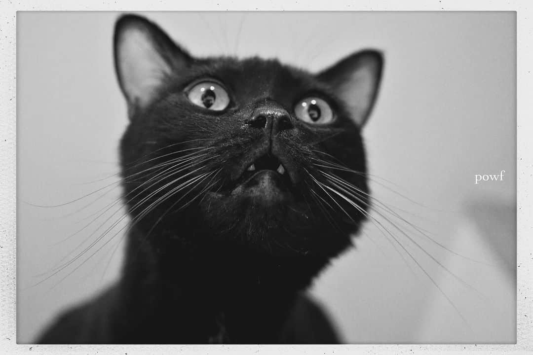 anemone_69のインスタグラム：「. #ハカセとキョウジュ #blackcat #黒猫 #cat #猫 #保護猫 . . .」