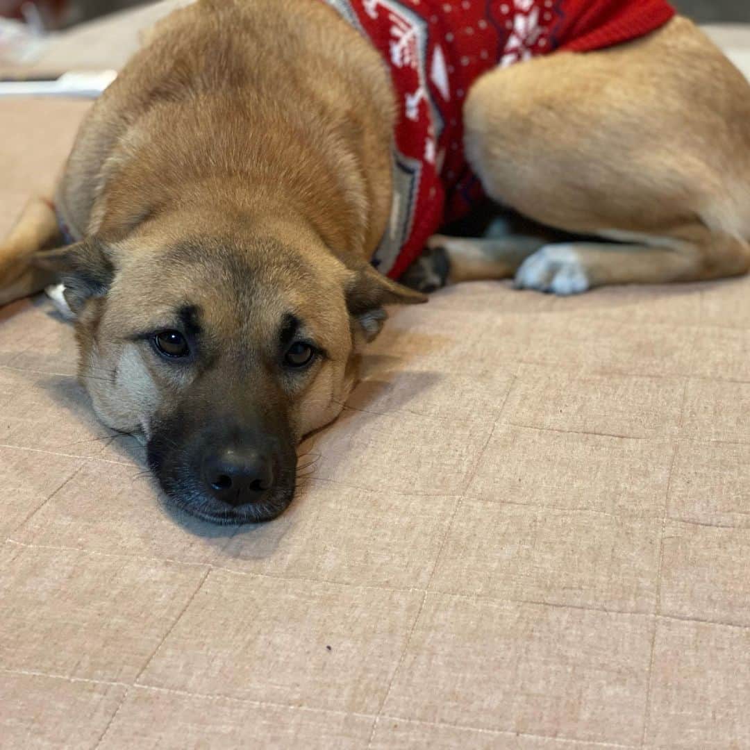 富田真紀子さんのインスタグラム写真 - (富田真紀子Instagram)「遊んでごめん。疲れたね。  #ラグビー犬  #いぬすたぐらむ  #dogstagram」1月11日 20時58分 - makikotommy