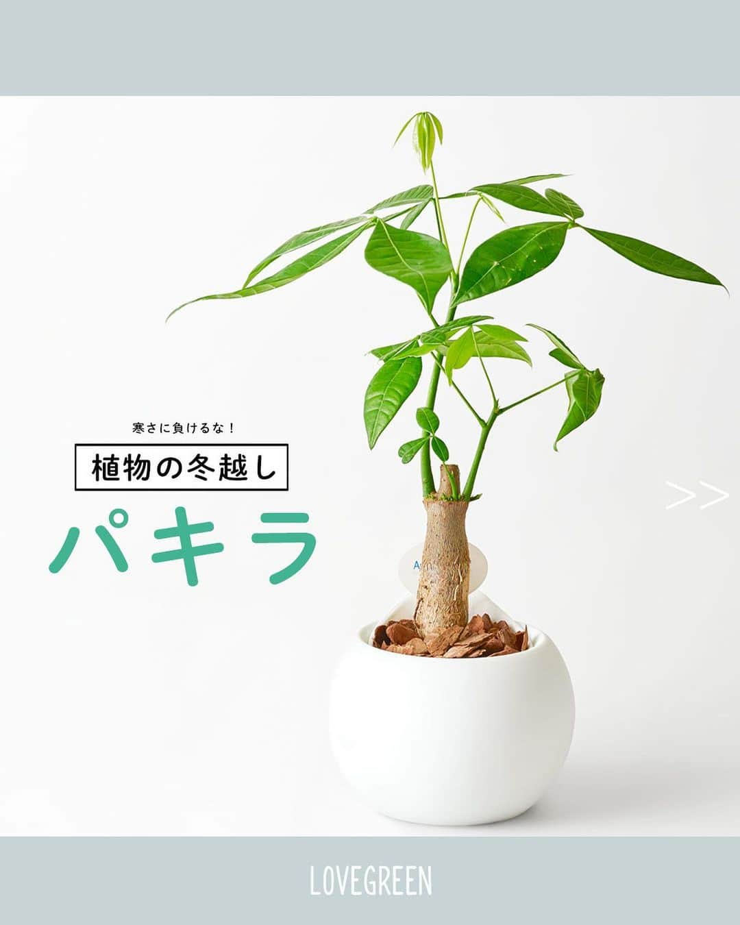 LOVEGREEN -植物と暮らしを豊かに。のインスタグラム