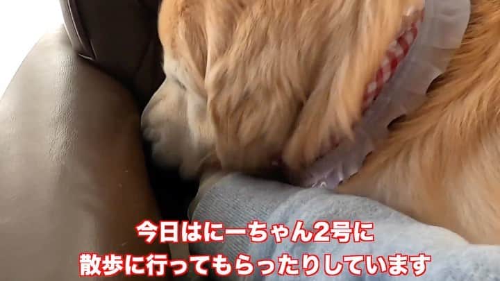 まゆみのインスタグラム：「。 。 連休は ずーーーっと家にいたあーぺー 💧🐶🐶💧 つまらな過ぎてボールの破片で遊び出した😅 。 #本日のYouTube より 。 #連休のDIY 前編 #素敵になるけど #そもそも家具がw #少しずつ変えていこ😂 お気づきの方もいらっしゃると思いますが あのゲリラライブからずーっとこのパジャマを着ています🤣🤣 寝巻き起き巻きとはこのこと😂 。 ストーリーズから観れるのでスワイプアップしてね😄 。 。 #ゴールデンレトリバー#goldenretriever#dog#犬#あーるん#golden#retriever#doglover#insta_dog#ぺんぺん子ちゃん#welovegoldens#Instagram#Instagramjapan#Instagramdogs#9gag#dogstagram#dogsofinstagram#dogs#doggy」