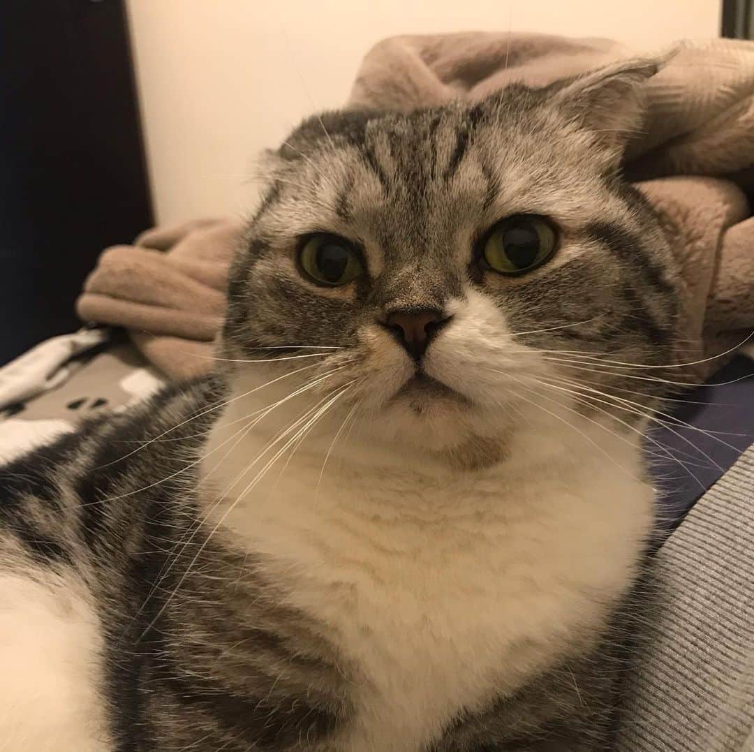 KATSUOのインスタグラム：「#cat #catsofinstagram #catstagram #instacat #cutecat #katsuo」