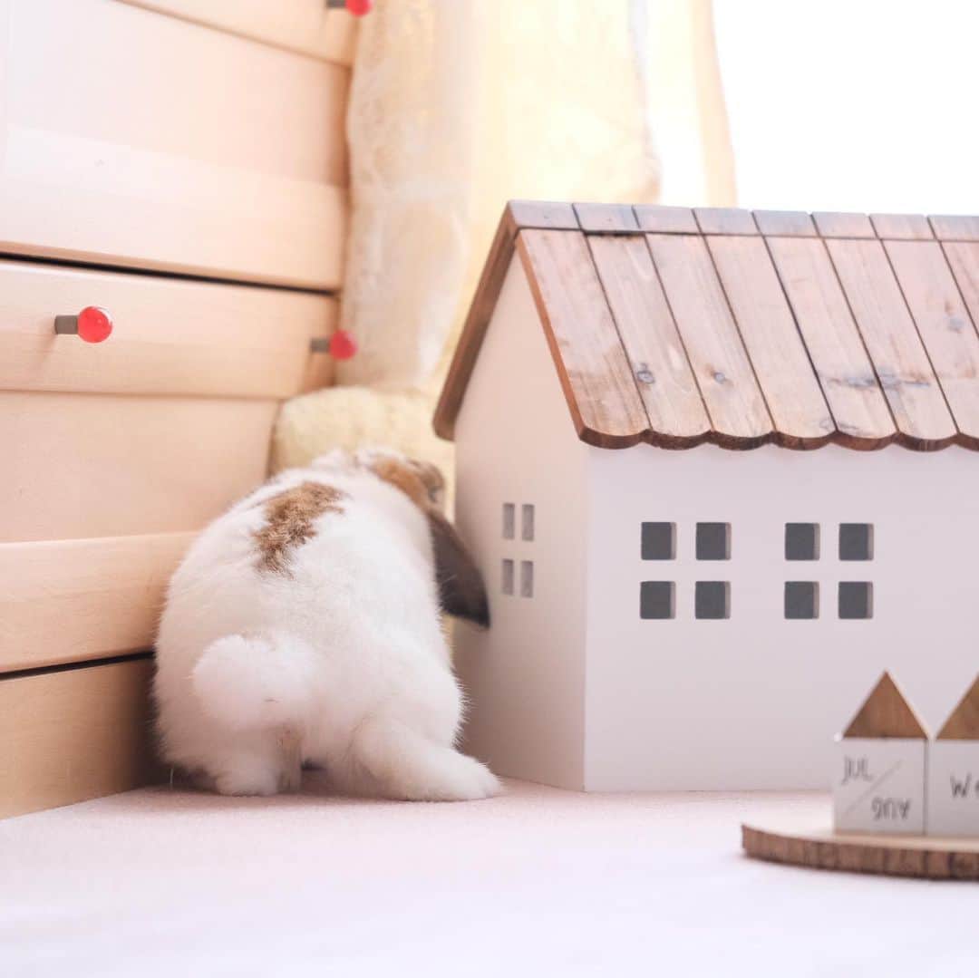 usagraphのインスタグラム：「そうだ！今日は　#けつようび  だ！ 今回は合ってるよね？😂 ＊ ＊ ＊ #うさぎ　#rabbit #bunny #ふわもこ部  #WeeklyFluff #igersjp  #tokyocameraclub #東京カメラ部  #神戸カメラ部  #bunnystagram  #うさぎ部 #ホーランドロップ #hollandlop  #ファインダー越しの私の世界 #art_of_japan #myfujilove  #今日もx日和」