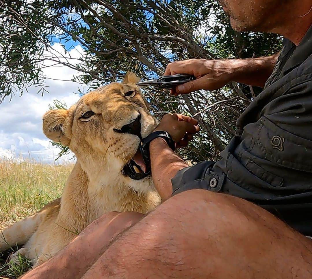 Kevin Richardson LionWhisperer さんのインスタグラム写真 - (Kevin Richardson LionWhisperer Instagram)「The art of distraction. While Ginny gnaws on my watch, I use my leatherman to pull off an annoying tick right up her left nostril. One of the cons of summer is the pesky ticks. Thanks to the plentiful rain we’ve had so far, the ticks are thriving and plentiful. 😩 An over infestation of ticks is never good news as they can carry diseases that can be detrimental to the animals. In the wild there will always be some form of tick load however healthy animals will cope just fine and will build resistance. Mutual grooming in lions helps dislodge the ticks. It’s when health is compromised that you’ll notice the tick load increase. In captivity you need to follow a stringent de-ticking routine that includes using different products to avoid tick resistance, but even so you’ll still find the odd tick here and there that needs to be dealt with. The African Bont Tick is really resilient and is hard to pull off by hand without leaving its biting parts behind, hence the specialised tick removal tool. Just call me the tick bird of the #kevinrichardsonwildlifesanctuary 😊」1月11日 21時51分 - lionwhisperersa