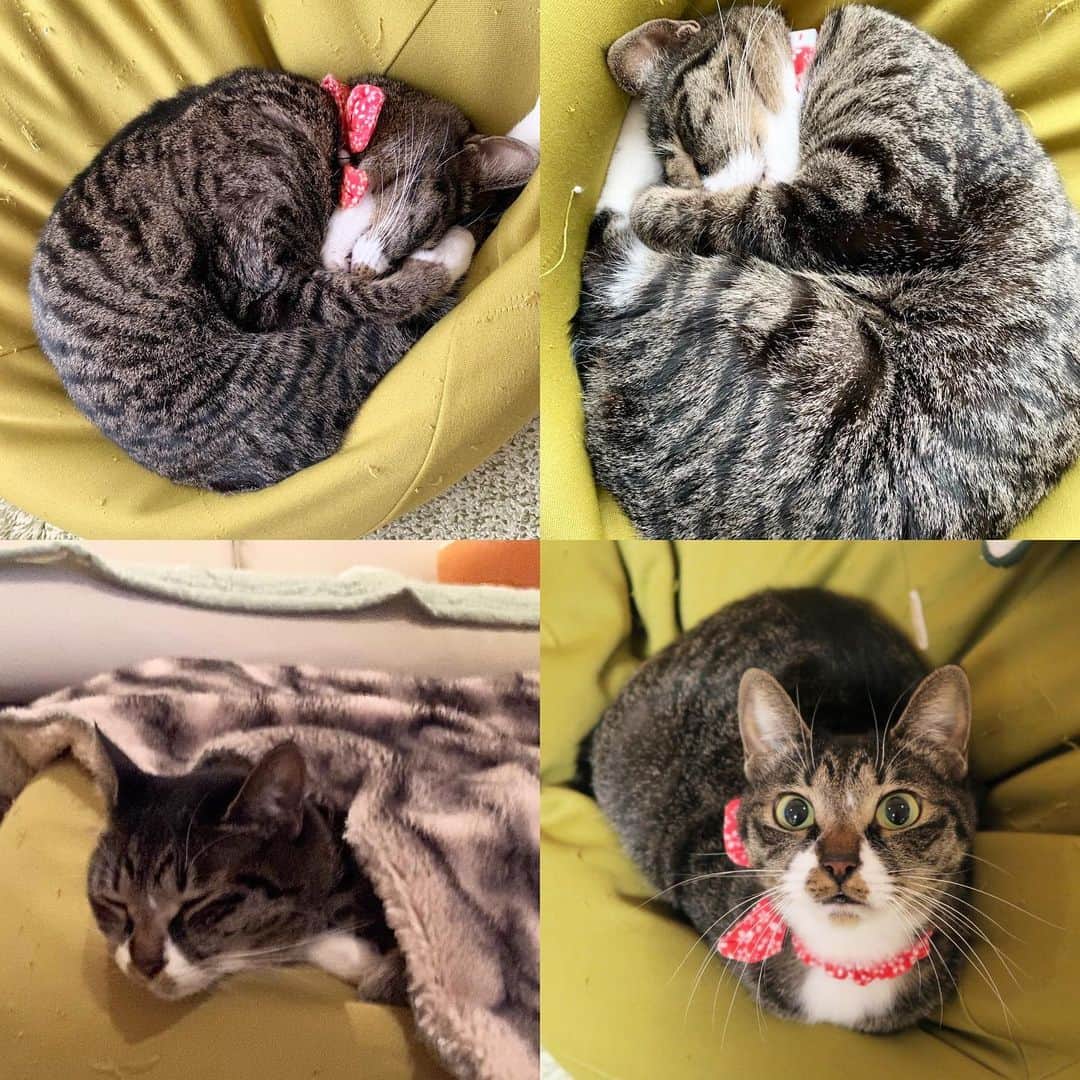 takegaeruのインスタグラム：「ダメクッションが大好きなてんちゃん 席を外すと即座に奪われます😽 #猫 #cat #よもねこ #よもぎねこ #キジトラ #きじとら」