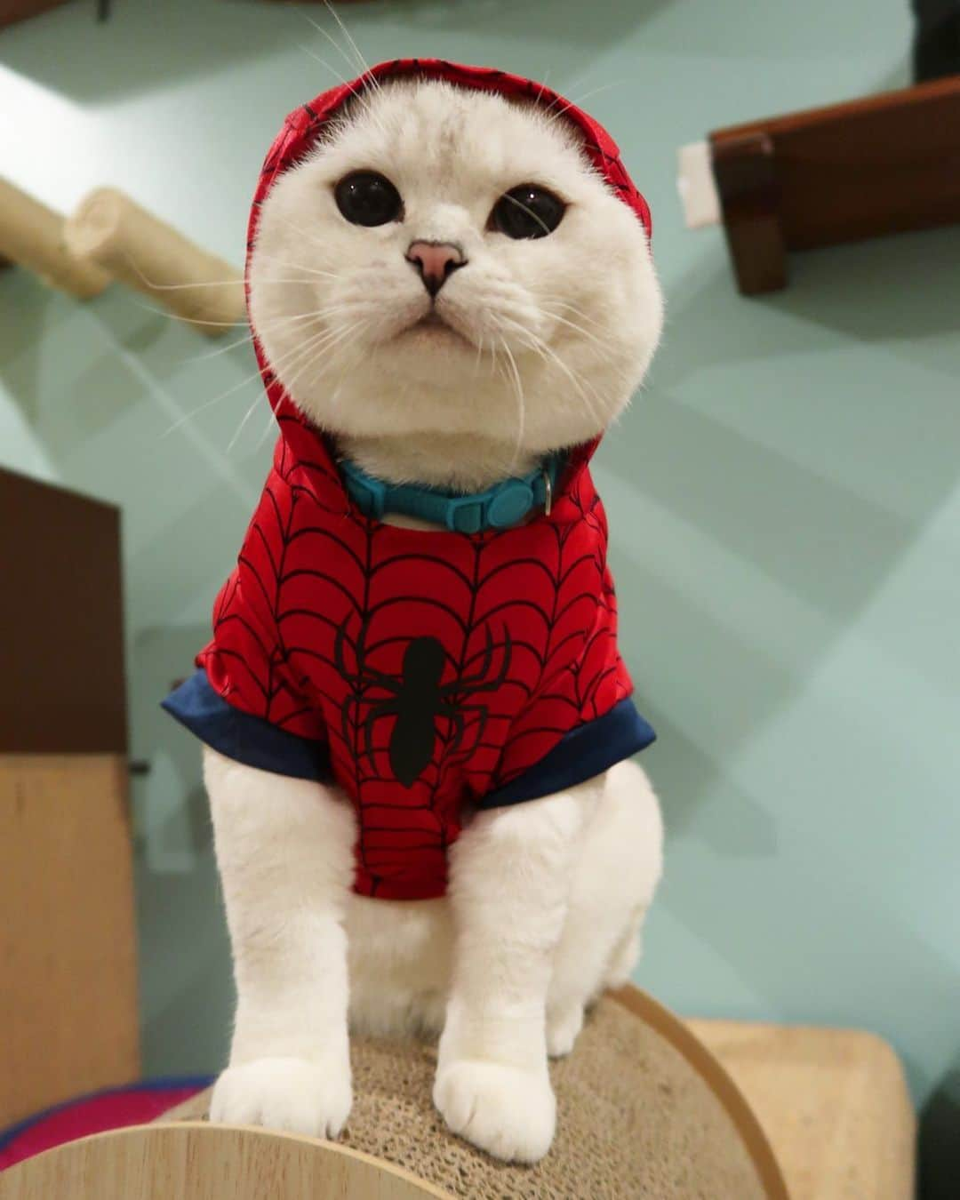 ミスター・ホワイトさんのインスタグラム写真 - (ミスター・ホワイトInstagram)「With great power, comes great responsibility」1月11日 13時36分 - white_coffee_cat