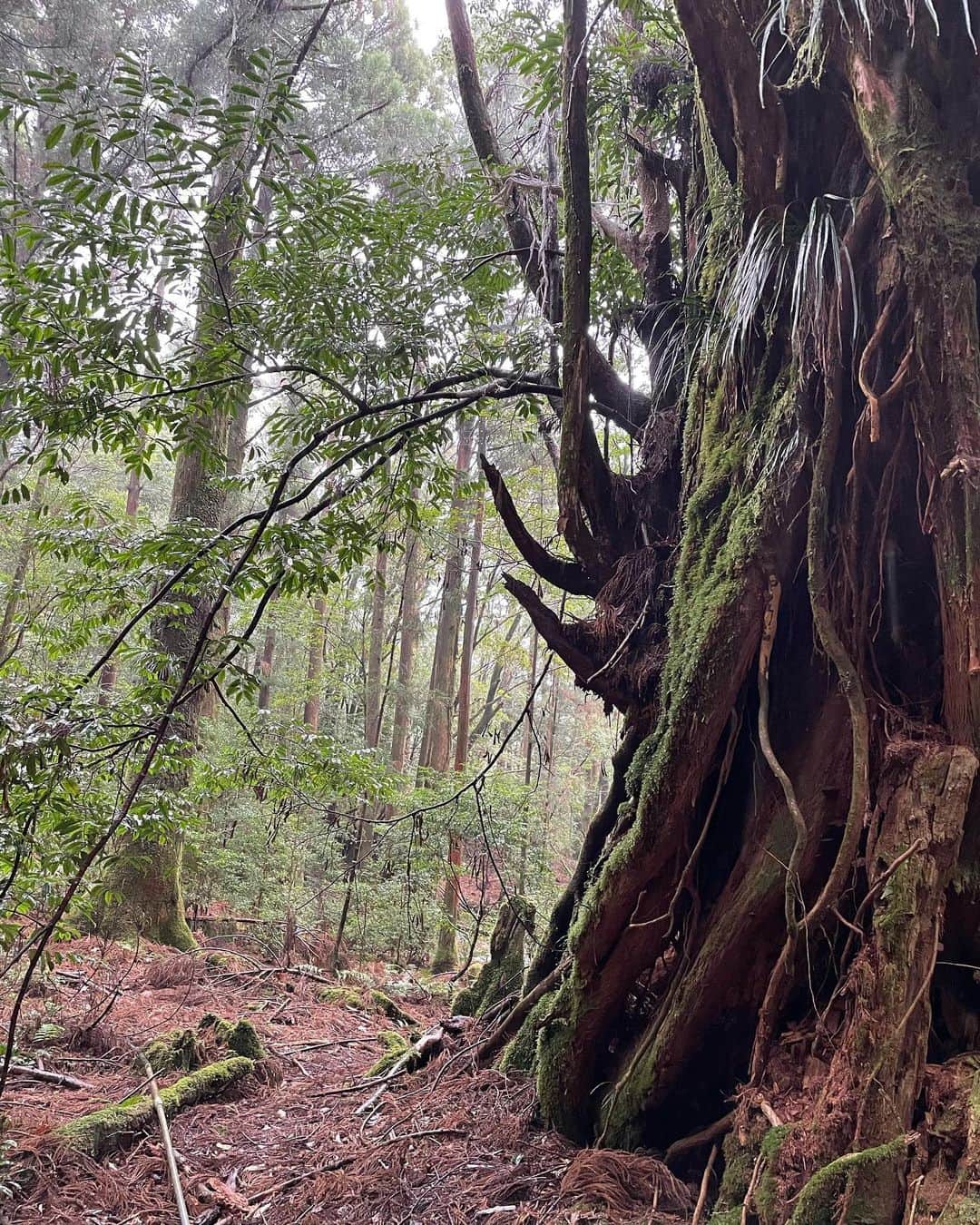 REINAさんのインスタグラム写真 - (REINAInstagram)「ずーっと載せそびれてた 屋久島画像投稿してくねー🌳✨ . 去年念願の屋久島に行けたのー！ 屋久島内ではシカにもサルにも会えて 大きな木がたくさんあって幸せ空間♡ . 山全然登った事ないけど 縄文杉トレッキングに挑戦してきて 往復10時間のコースを歩いてきました🚶‍♀️ . 雨の日だったけど寒かったから 初雪は屋久島で見れたよー☃️ なのでカッパをレンタルしたんだけど色の破壊力強めw 私は映えないけど、景色はめっちゃ綺麗なので見てみてねー🤍 . . . . . . #時間差投稿  #屋久島 #屋久島旅行 #屋久島トレッキング #縄文杉トレッキング #トレッキング女子 #山登り #ウィルソン株 #縄文杉 #パワースポット #初雪 #屋久杉」1月11日 13時56分 - reina_partyon