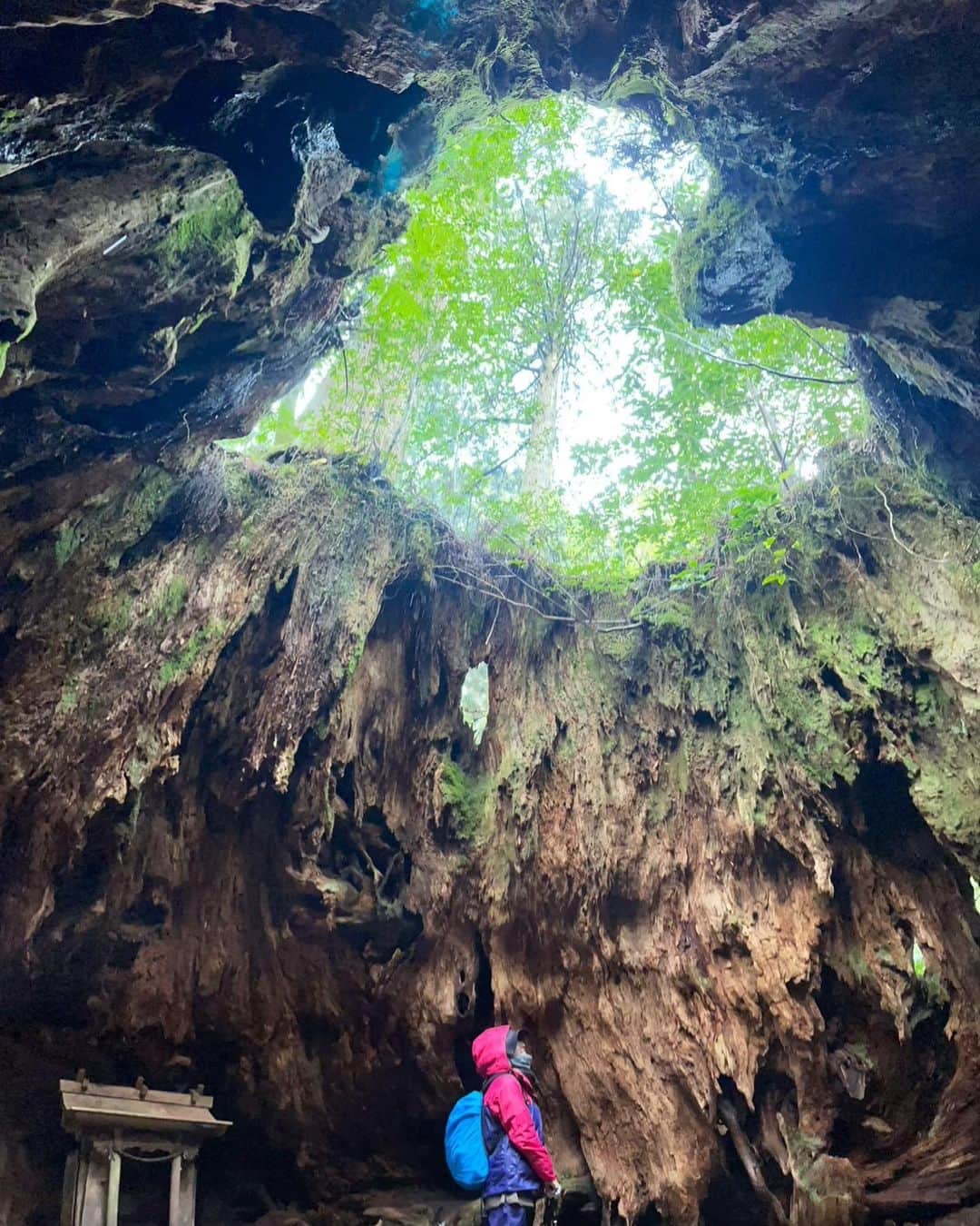 REINAさんのインスタグラム写真 - (REINAInstagram)「ずーっと載せそびれてた 屋久島画像投稿してくねー🌳✨ . 去年念願の屋久島に行けたのー！ 屋久島内ではシカにもサルにも会えて 大きな木がたくさんあって幸せ空間♡ . 山全然登った事ないけど 縄文杉トレッキングに挑戦してきて 往復10時間のコースを歩いてきました🚶‍♀️ . 雨の日だったけど寒かったから 初雪は屋久島で見れたよー☃️ なのでカッパをレンタルしたんだけど色の破壊力強めw 私は映えないけど、景色はめっちゃ綺麗なので見てみてねー🤍 . . . . . . #時間差投稿  #屋久島 #屋久島旅行 #屋久島トレッキング #縄文杉トレッキング #トレッキング女子 #山登り #ウィルソン株 #縄文杉 #パワースポット #初雪 #屋久杉」1月11日 13時56分 - reina_partyon