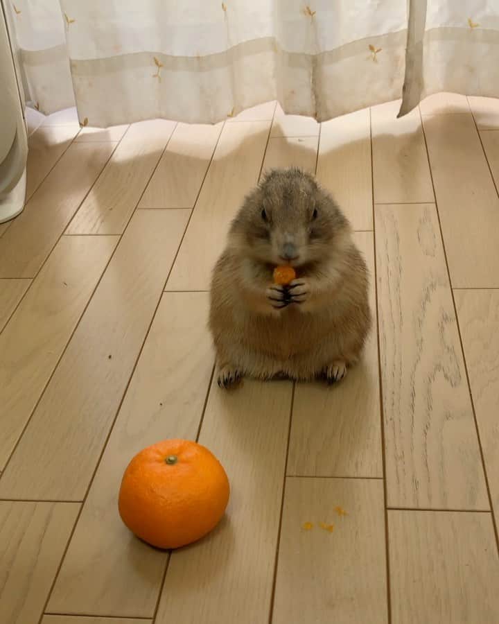 ikaoのインスタグラム：「くんた。Kunta. 🍊🍊🍊 スワイプしてね👉🏻 #prairiedog #プレーリードッグ #ふわもこ部」