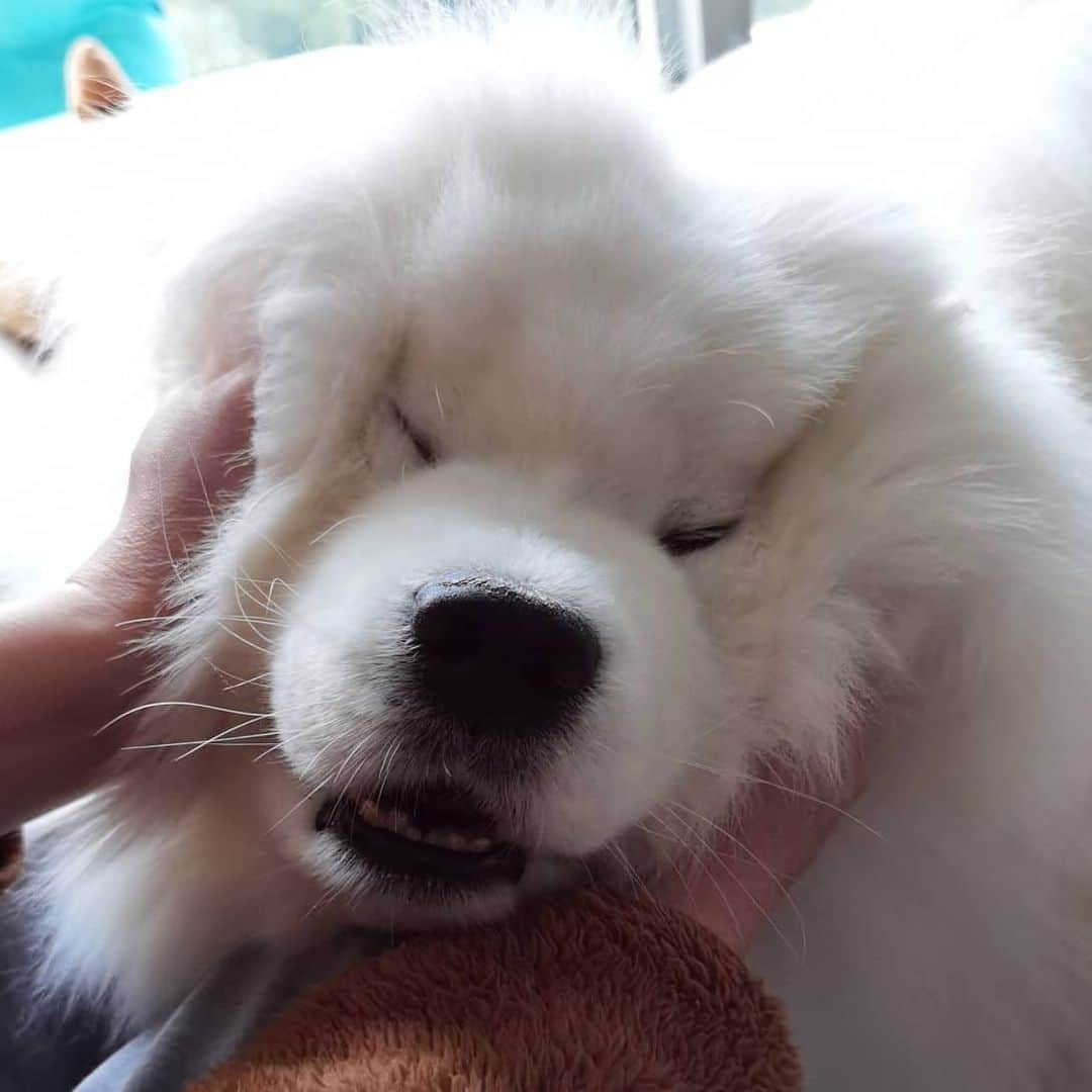 Alex Toのインスタグラム：「😁😁😁 #cute #dog #doglover #dogsofinstagram #dogoftheday #dogofthedayjp #dogstagram #fluffy #hkig #hongkong #ilovemydog #instadog #instagood #instamood #instagraphy #shibainu #samoyedoninstagram #pet #petlovers #petsofinstagram #petstagram #photooftheday #puppy #pupsofinstagram #samoyed #samoyedsofinstagram #webstagram #犬 #サモエド」