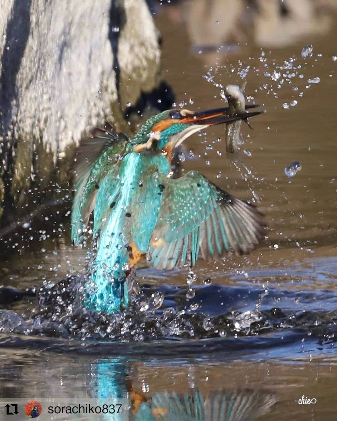 カメラのキタムラのインスタグラム