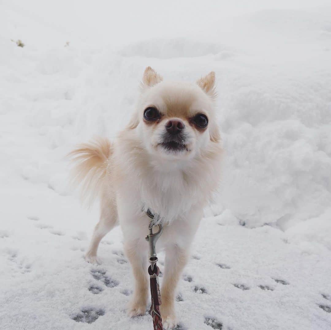 本田朋子さんのインスタグラム写真 - (本田朋子Instagram)「降り続く雪。 ナナさん🐶『あたしがお散歩するところがないんだけど…』と言いたそうな表情してます😅  #新潟 #雪 #降り始めの時期は #喜んで遊んでいたけど #外に出ると #テンションが下がっていく #一人と一匹 #今度ソリ買おうね」1月11日 14時10分 - tomoko_honda_official_phonics