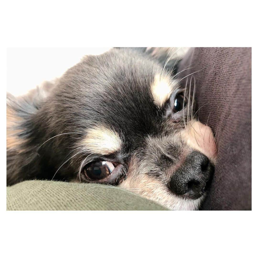 愛加あゆさんのインスタグラム写真 - (愛加あゆInstagram)「ありたん☺️  #ありぃ #犬 #dog #チワワ」1月11日 14時52分 - manaka_ayu