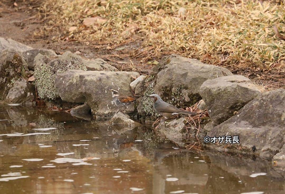 のインスタグラム：「ツグミとヒヨドリが仲良く水を飲んでた。  #ツグミ #ヒヨドリ #鳥 #野鳥 #bird」