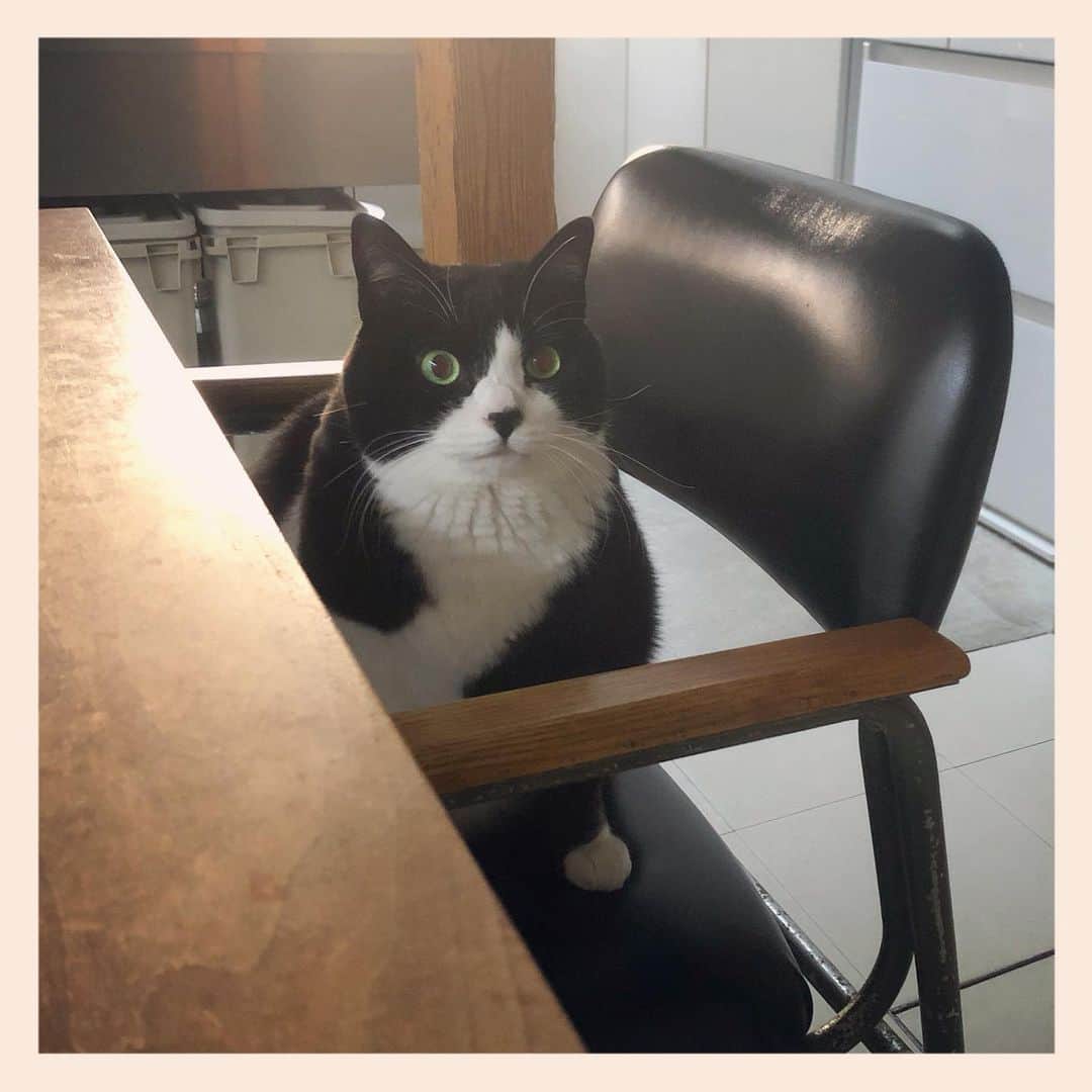 パンといっぴきのインスタグラム：「#元保護猫 #ハチワレ #白黒猫 #blackandwhitecat #tuxedocat」