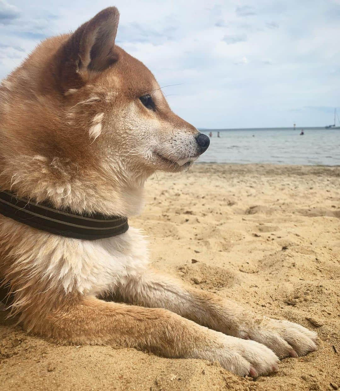 Shibainu Pontaさんのインスタグラム写真 - (Shibainu PontaInstagram)「海には入りたくないぽんしゃん　vs  一緒に入りたい人間  . #shibainu #melbourne #メルボルン　#柴犬 #ヨダレタラタラ　#換毛期」1月11日 15時34分 - pontasyk