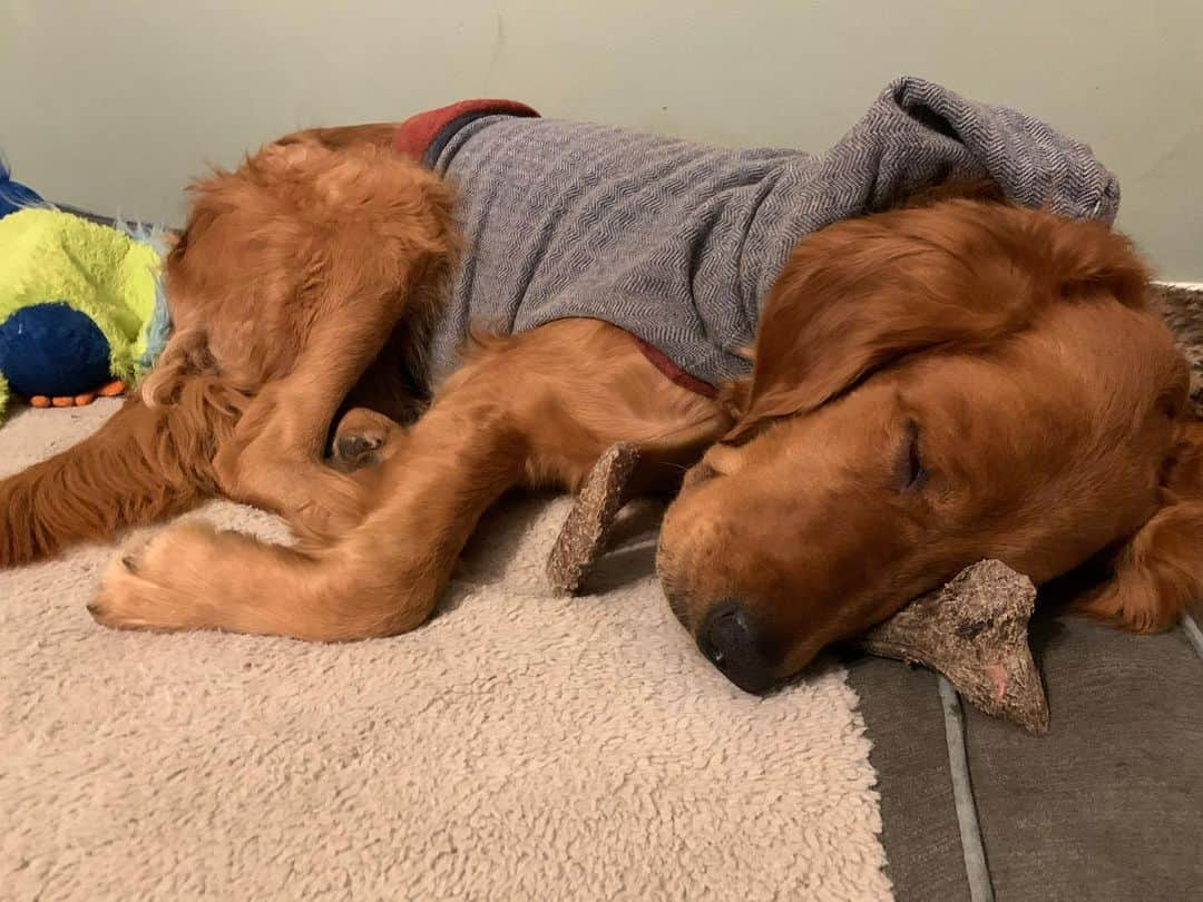 モヒートさんのインスタグラム写真 - (モヒートInstagram)「Silly boy is using not one but two benebones as pillows 😂 that can’t be comfortable 😴 @mybenebone #benebone #rescuedog #rescuedismyfavoritebreed #rescuedogsofinstagram #puppymillsurvivor #dogsofcleveland #goldenretriever #goldensofinstagram #dogsofinstagram」1月11日 15時37分 - mojito_rose_family