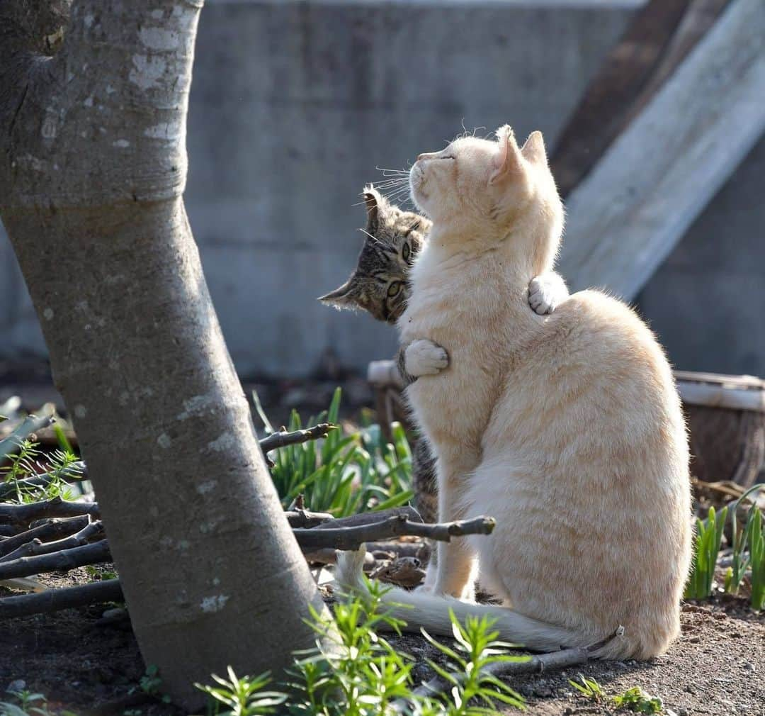 NEKOくらぶさんのインスタグラム写真 - (NEKOくらぶInstagram)「抱きつきニャンコ😽⠀ @sato.nekohiko さんの作品ですにゃ（＝ΦωΦ＝）⠀ *⠀ いいね！＆コメント大歓迎！！⠀ *⠀ #nekoclub #NEKOくらぶ #Japan #Photo #写真 #日本 #cat #ネコ #ねこ #猫 ⠀ Follow: @nekoclub_jpn⠀ *⠀ ▼【廣済堂出版共同企画】NEKOくらぶの皆さまとつくる「NEKOくらぶ写真集」、発売中♪（＝ΦωΦ＝）⠀ ※詳細は本アカウント「 @nekoclub_jpn 」のプロフィールに固定しているハイライトから⠀ *⠀ ※皆様、政府、自治体など公的機関の指示に従った行動をお願いします。⠀ 東京カメラ部および分室では、写真を「見る楽しみ」を提供することを通して、微力ながら皆様にわずかな時間でも癒しをお届けしたいと思っております。⠀ ※本アカウントは東京カメラ部がFacebook、Instagramのサービスを利用して運営しているもので、Facebook社・Instagramとは一切関係ありません。」1月11日 16時00分 - nekoclub_jpn