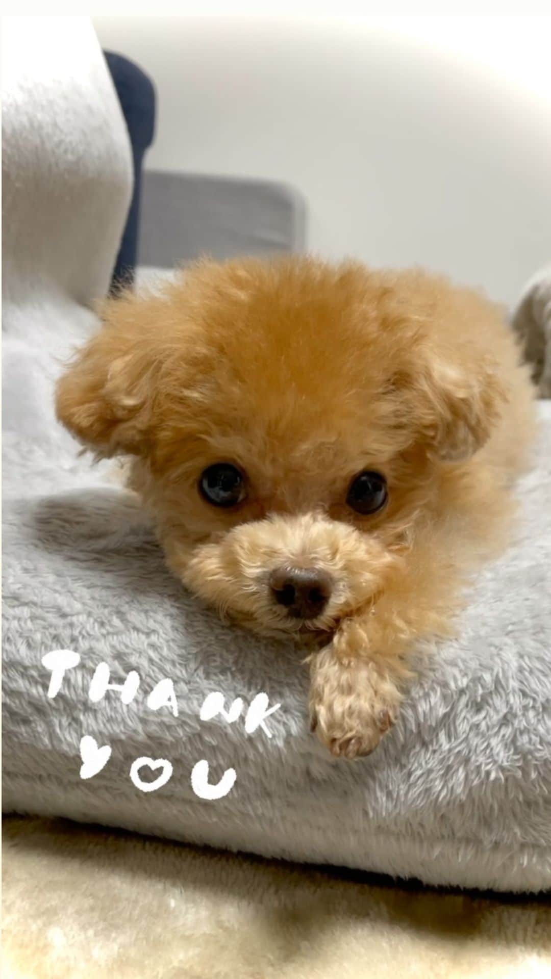 ふわのインスタグラム：「久しぶりのリール☺︎  #toypoodle#toypoodlegram#dogsofinstagram#instadog#doglover#doglife#dog#fuwamama#トイプードル#ふわもこ部#犬バカ部#親バカ部#犬のいる暮らし#いぬすたぐらむ」