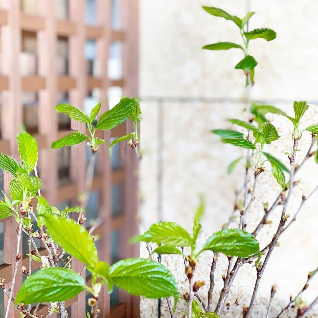 祥吉のグルメインスタ