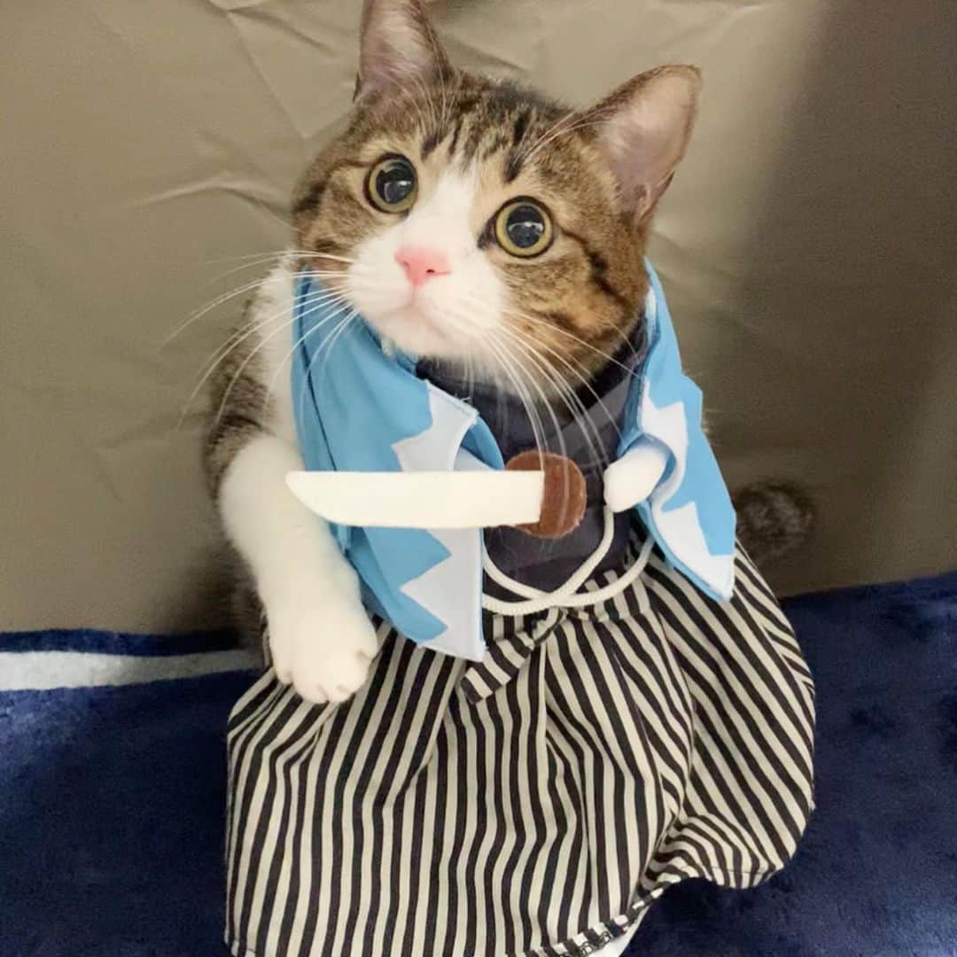 すずめくんのインスタグラム：「💐🌹  新成人のみなさま。  おめでとうございますニャン🐱💖  #成人の日  #おめでとうございます   Japanese SAMURAI Cat🐱✨」