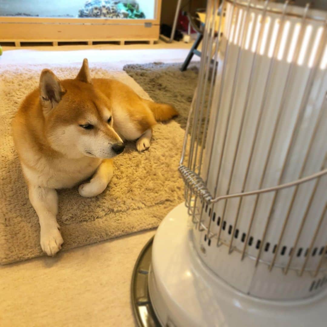 せんべえのインスタグラム