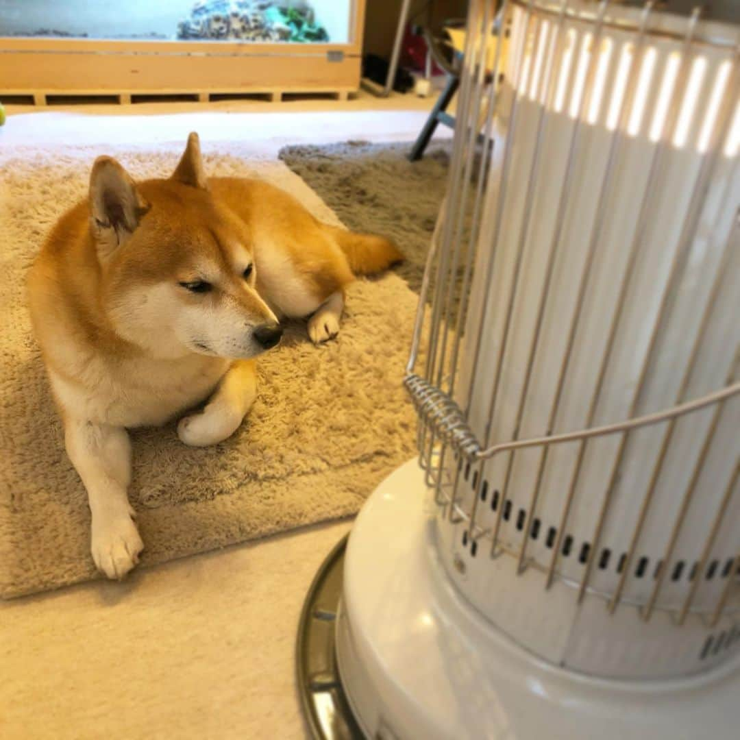 せんべえさんのインスタグラム写真 - (せんべえInstagram)「う〜さぶ〜 #せんべえ #柴犬 #shibainu  #ストー部」1月11日 16時45分 - akiresh