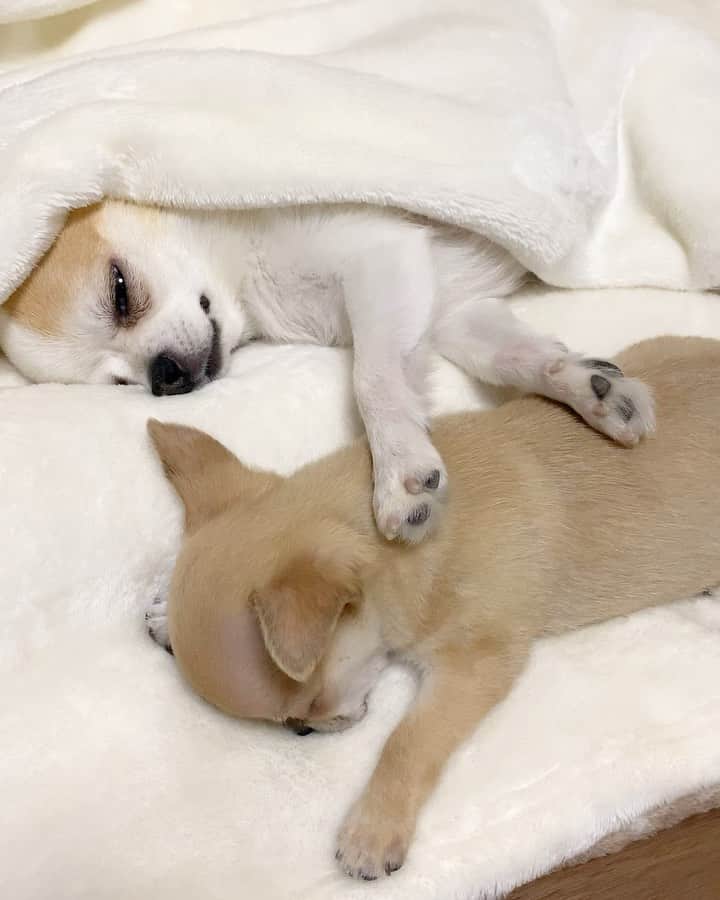 Kiyoのインスタグラム：「♚ Miké ♚ Tama ♚ ミケうちの子記念日特集 2020年1月13日撮影 ミケが我が家に来て一週間 最初はビビりまくりのタマでしたが 一週間後には一緒に寝ていました ミケの突っ伏した寝相が笑えます😊 ♚ #puppy#puppies#puppiesofinstagram#dogs#dogsofinstagram#dogstagram#doglover#dogsofinstaworld#dog_features#instadog#instagramdogs#ilovemydog#chihuahua#chihuahuasofinstagram#chihuahualove#chihuahualife#dogsofbark#weeklyfluff#barked#animalsco#IGersJP#instagramjapan#todayswanko#pecotv#pecoいぬ部#チワワ部#チワワ#スムチー#decocoの子はみんな可愛すぎる ♚」