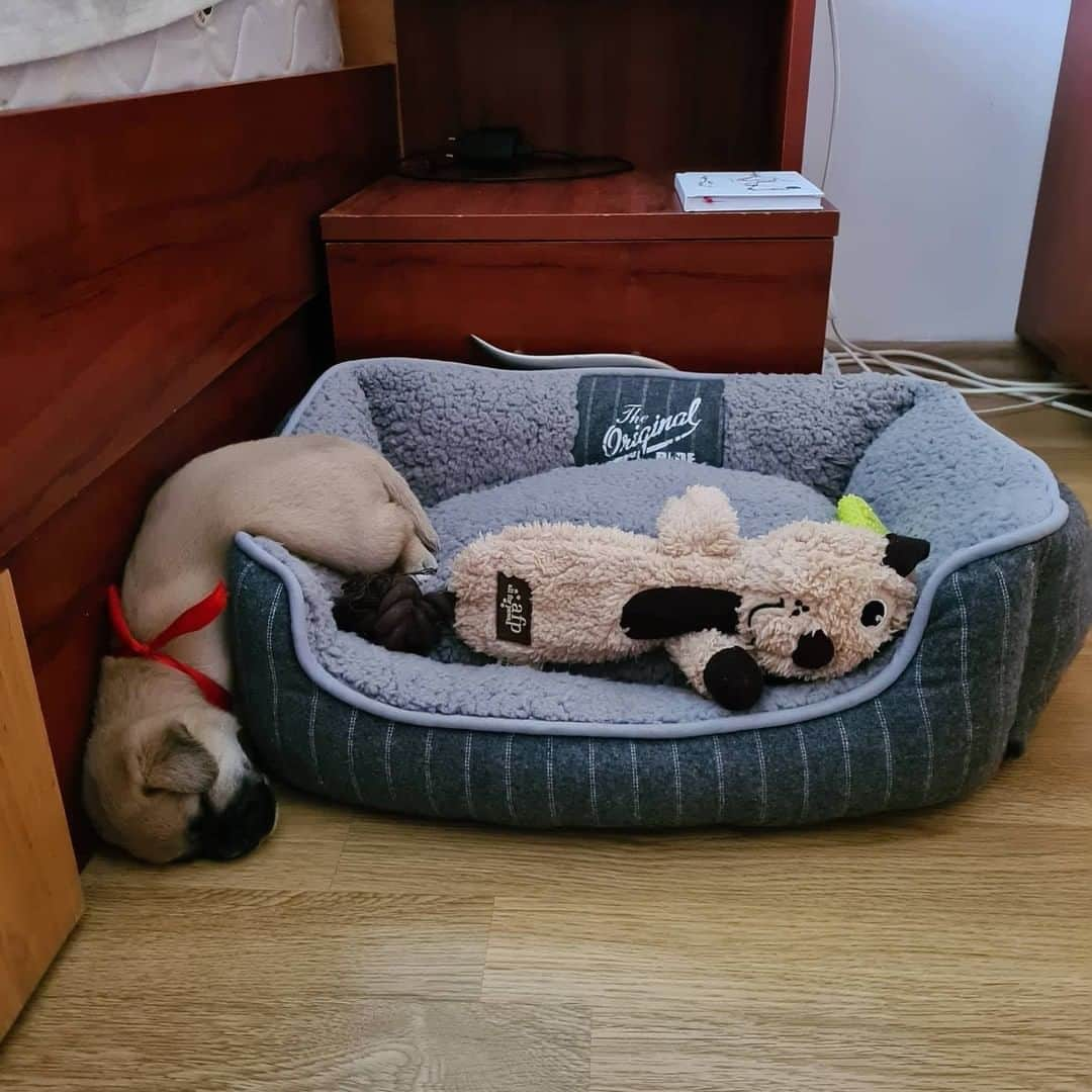 8crapさんのインスタグラム写真 - (8crapInstagram)「Me getting out of bed on Monday - Want to get featured like him? Join “The Barked Club” on FACEBOOK and post something now! 👉 barked.com - 📷 @milo_the_puppy15 - #TheBarkedClub #barked #dog #doggo」1月11日 17時00分 - barked