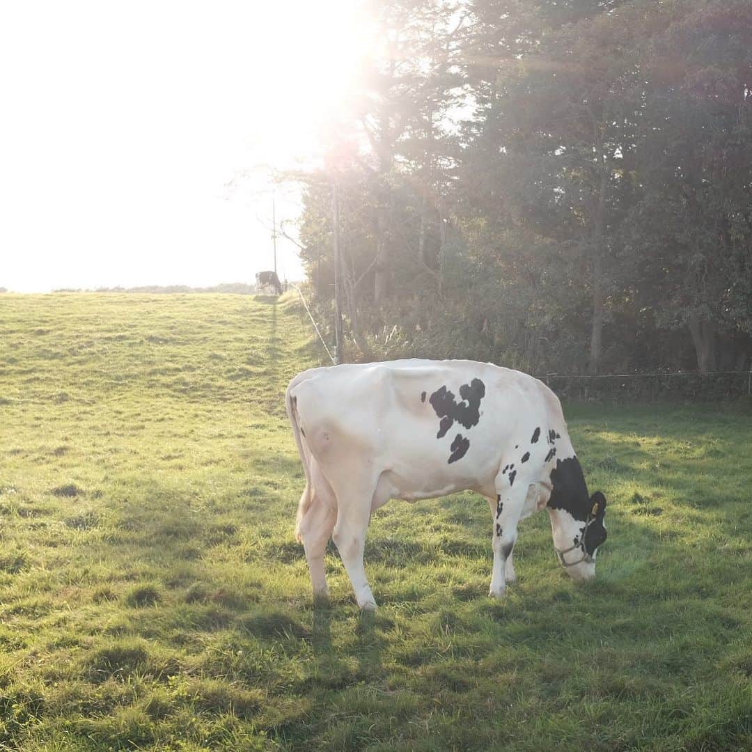 Rihwaさんのインスタグラム写真 - (RihwaInstagram)「写真フォルダで犬🔎って検索したら牛が出てきた🐄🤍🖤 . . #Rihwa #life #cow #丑年」1月11日 17時01分 - rihwa_official